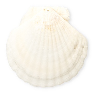 Pendenti di conchiglia prodotti speciali conchiglia di capesante bianco
